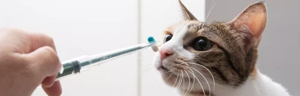 猫咪小便有血，如何正确使用消炎药（宠物猫发生尿路感染）