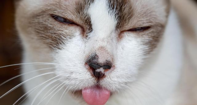 猫咪小便有血，如何正确使用消炎药（宠物猫发生尿路感染）