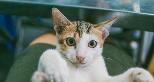 猫咪胸腔穿刺——一种常见的宠物治疗方式（什么情况下需要进行胸腔穿刺）
