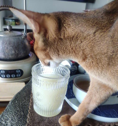 猫咪需要喝多少水（宠物猫咪如何保证水分摄入量）