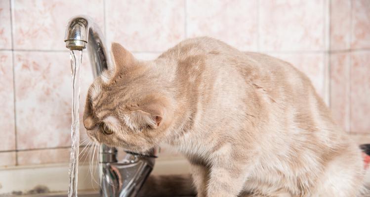 猫咪需要喝多少水（宠物猫咪如何保证水分摄入量）