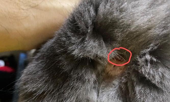 揭秘猫咪的肛腺清理必要性（为什么猫咪需要挤肛腺）
