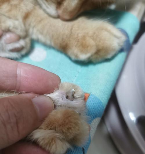 猫咪需要修剪后脚指甲吗（宠物猫的爪子保健和修剪）