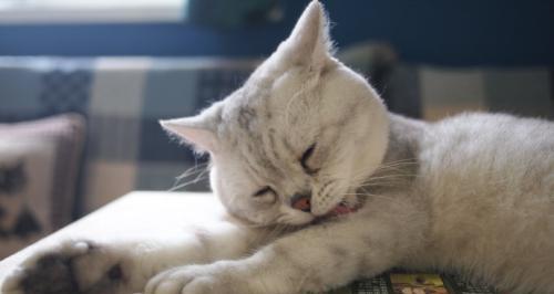 宠物猫咪需要睡空调房吗（猫咪的睡眠需求与环境影响）