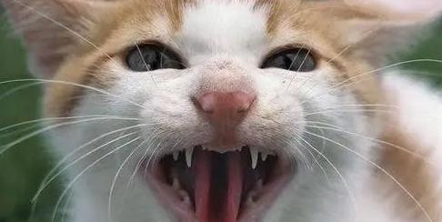 宠物猫咪牙齿不好，该吃什么（保护猫咪口腔健康）