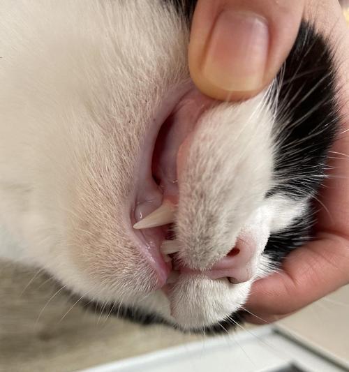 猫咪牙齿生长情况与健康状况（掌握猫咪口腔卫生保健知识）