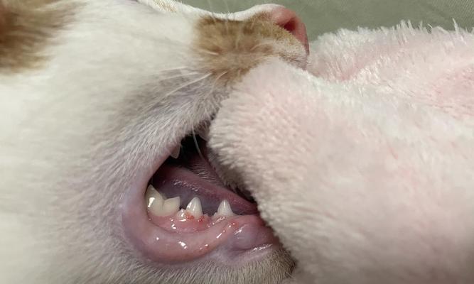 猫咪口腔健康指南——预防牙齿发黄断裂、牙龈红肿（从猫咪口腔健康出发）