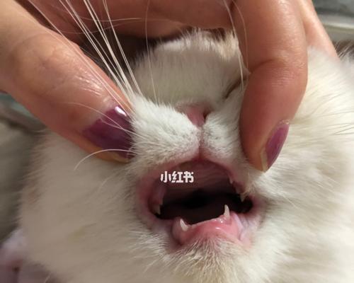 如何保护猫咪的口腔健康（预防猫咪牙齿发黄牙尖发黑）