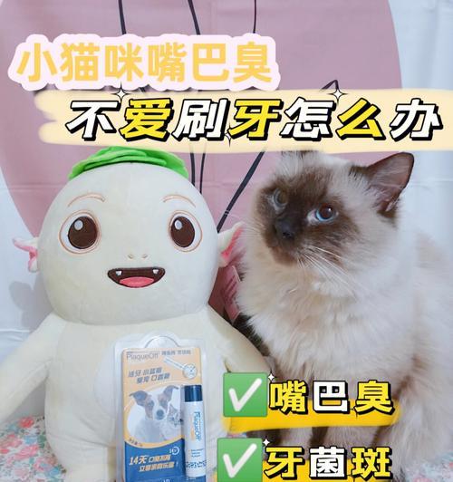 猫咪口腔健康的秘密——牙齿清洁液