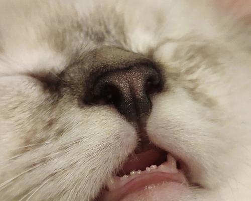 探讨猫咪牙齿痛的原因及预防方法（从宠物的健康角度）