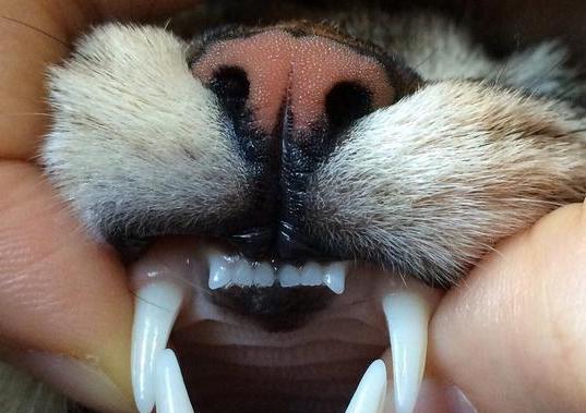 猫咪牙齿咬合问题大揭秘（探究宠物牙齿不正常的原因和解决方法）