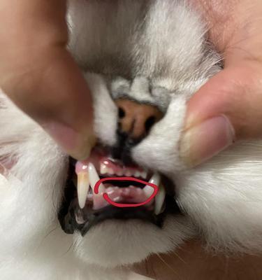 猫咪口腔炎症的治疗方法（以宠物为主）