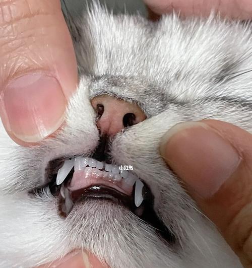 猫咪牙黄了怎么办（宠物牙齿健康重要性）