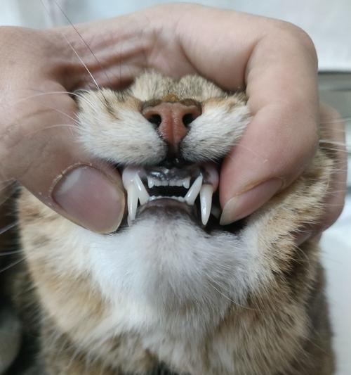 猫咪牙结石治疗全解析（宠物爱护必备）