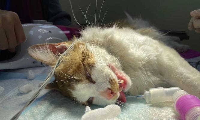 猫咪牙结石治疗全解析（宠物爱护必备）
