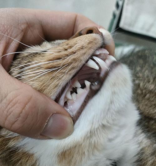 宠物猫咪牙结石如何预防和治疗（了解牙结石的成因和危害）
