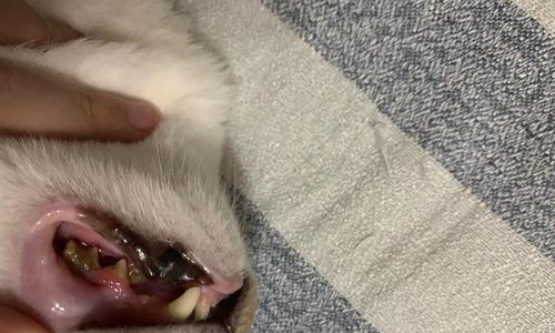 宠物猫咪牙结石如何预防和治疗（了解牙结石的成因和危害）