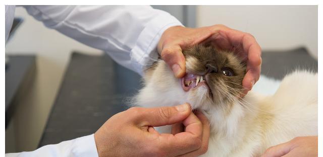 猫咪牙周炎的家庭治疗指南（宠物爱护必备）