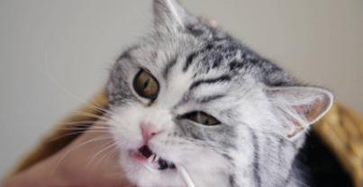 解决猫咪口臭问题的方法（如何预防和治疗猫咪口臭）
