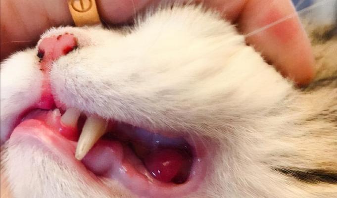 宠物猫咪的口腔健康（揭秘牙龈红肿口臭掉牙的真相）