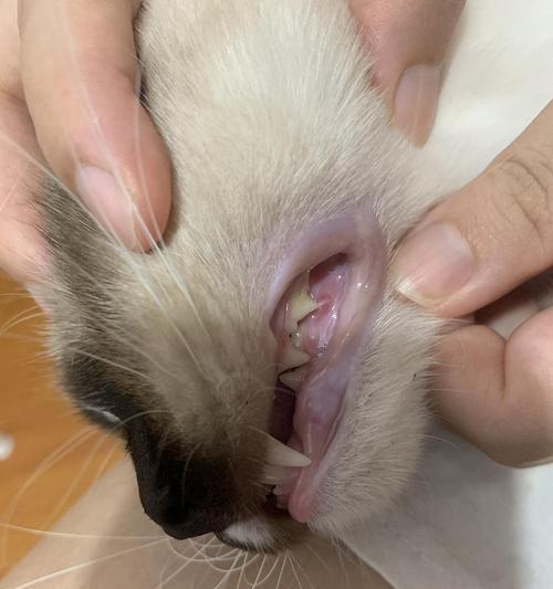 宠物猫咪牙龈溃烂应该如何处理（了解猫咪口腔疾病）