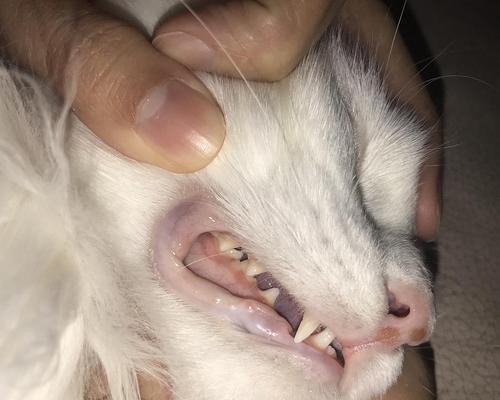 宠物猫咪牙龈溃烂应该如何处理（了解猫咪口腔疾病）