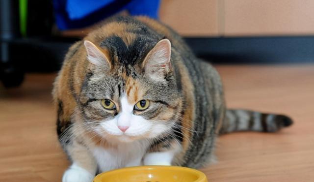 猫咪便秘与健康——如何帮助猫咪摆脱严重便秘的困扰？