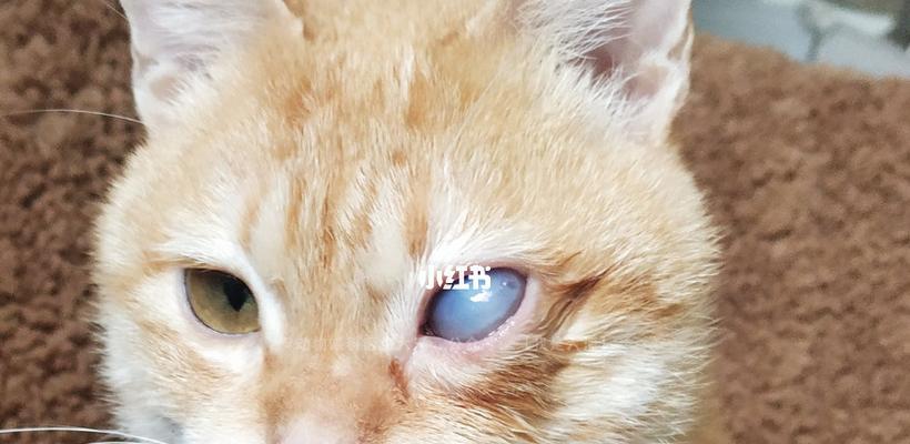猫咪眼白有黄泡的原因和处理方法（宠物猫眼睛出现黄泡怎么办）