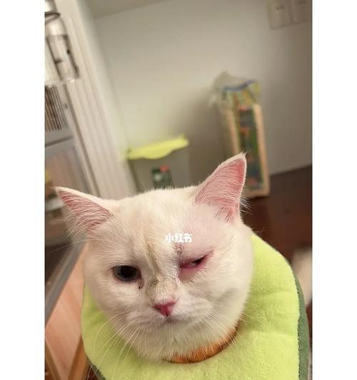 猫咪眼底发红的原因（常见的猫咪眼底发红原因及治疗方法）