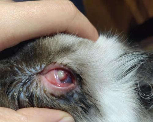 猫咪眼角膜溃疡出血的治疗方法（如何帮助宠物猫咪快速恢复健康）