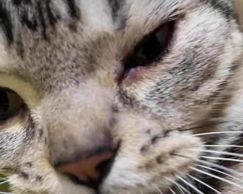 以猫咪眼角膜内翻手术治疗，让宠物恢复健康（解决猫咪眼角膜内翻的问题）