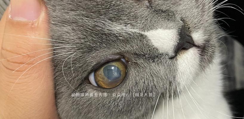猫咪眼角膜损伤的预防和治疗（宠物猫咪眼睛保护小常识）