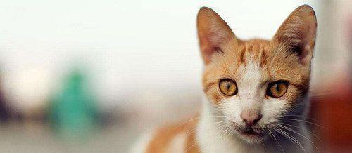 宠物猫咪眼角分泌物干呕问题解决方法（了解猫咪眼角分泌物和干呕的原因）