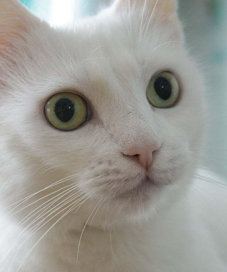 揭秘猫咪眼睛白色地方红的真相（解读猫咪的健康问题）