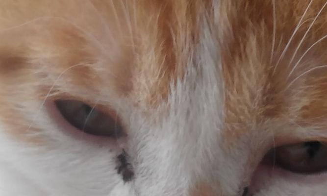 猫咪眼周长包发炎，如何预防和治疗？