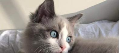猫咪眼睛变白（关注宠物健康）