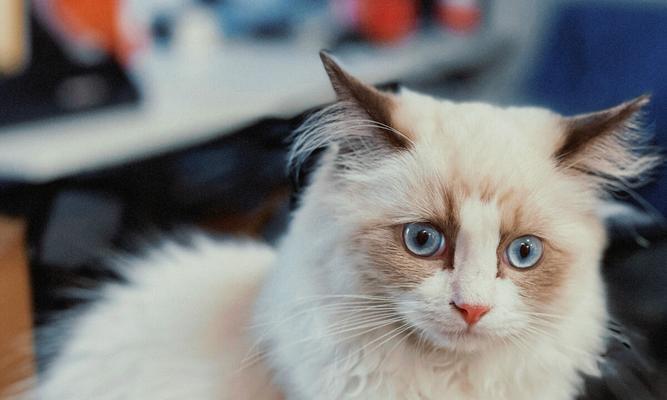 猫咪的异色眼——另类的美丽（探秘猫咪异色眼的成因及其魅力）