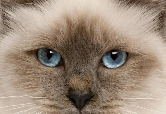 猫咪的异色眼——另类的美丽（探秘猫咪异色眼的成因及其魅力）