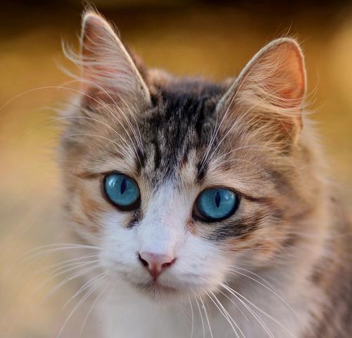猫咪眼睛变色的秘密（揭开猫咪眼睛变色的神秘面纱）
