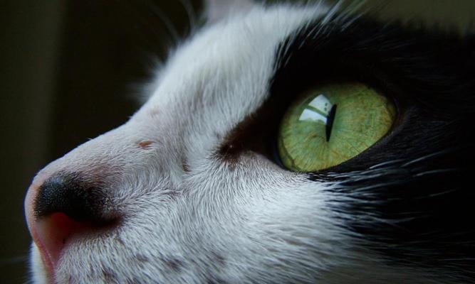 猫咪眼睛的神奇之处（以猫咪眼睛发亮为突破口）