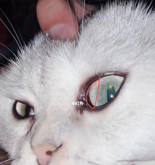 猫咪眼睛的神奇之处（以猫咪眼睛发亮为突破口）