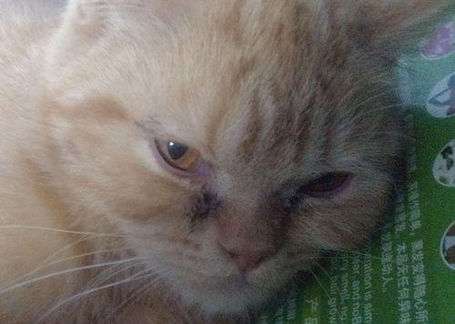 猫咪眼睛发炎，小心治疗（宠物主人必读的治疗方法与注意事项）