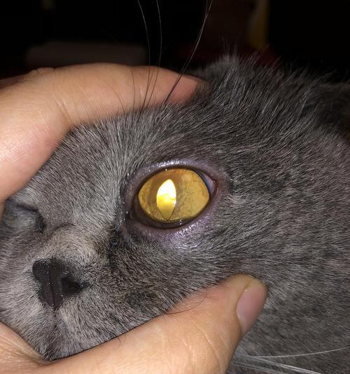 小猫咪眼睛发炎的原因及治疗方法（宠物护理必备）
