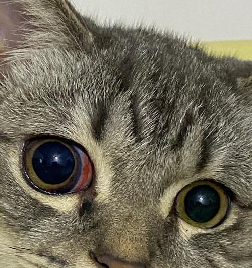 猫咪眼睛红血丝的原因及预防方法（宠物医疗保健的重要性）