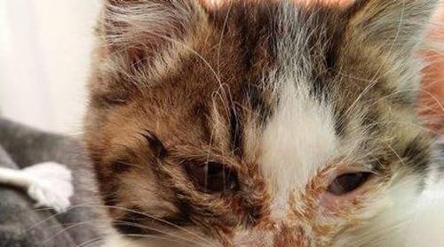 猫咪眼睛红血丝的原因及预防方法（宠物医疗保健的重要性）