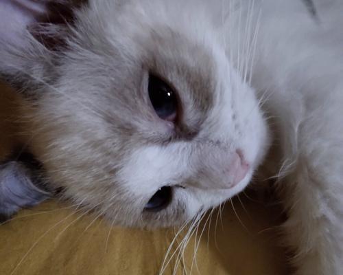 猫咪眼红肿流鼻，如何帮助它恢复健康（以宠物为主）