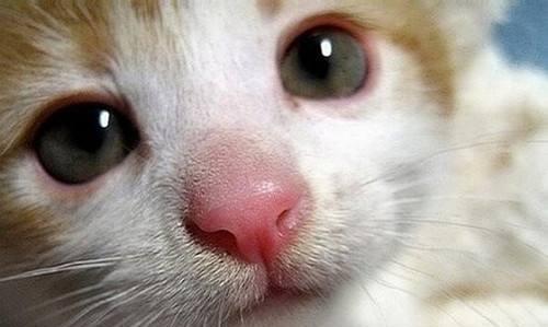 揭秘猫咪眼睛红肿流泪的原因与解决方法（从宠物健康的角度）