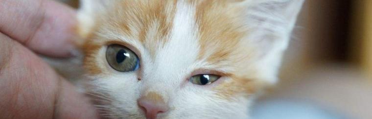 猫咪眼睛红肿流泪脱毛——如何帮助你的宠物摆脱烦恼（宠物保健）