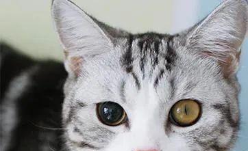 如何有效治疗猫咪眼睛浑浊（宠物眼睛健康的重要性及浑浊症状的识别和治疗方法）