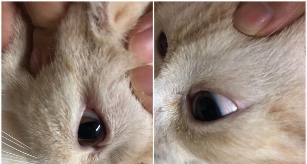 如何有效治疗猫咪眼睛浑浊（宠物眼睛健康的重要性及浑浊症状的识别和治疗方法）